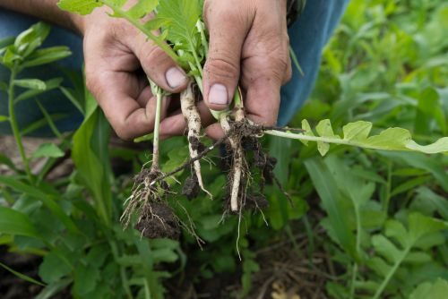 Cover Crops 5823 Jpg