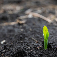 Nutrients in farming: What are they and why do we need them?