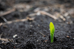 A green cover crop seedling pokes through soil.