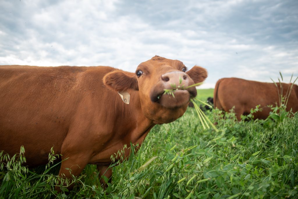 Cow eating grass on Ross Kurash's farm in Northeast Iowa