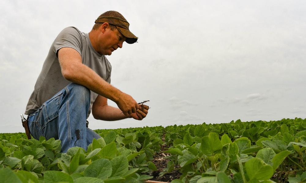 farmer kneeling in soybeans