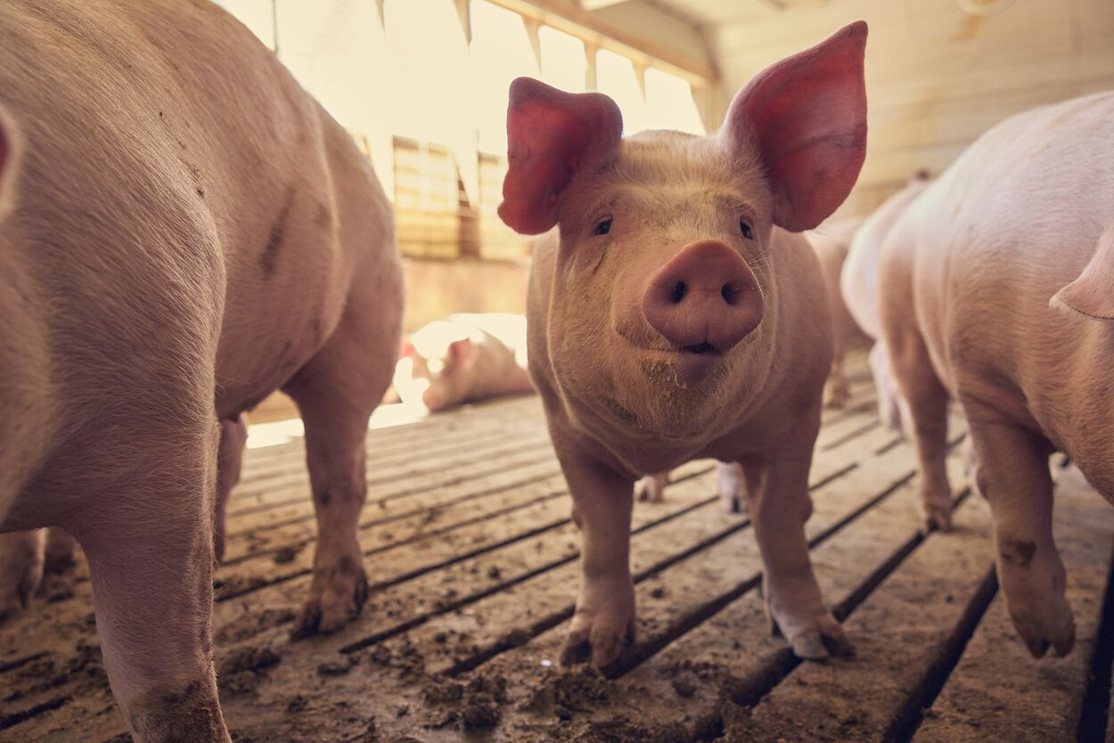 Farmer Feature: Bob Puetz