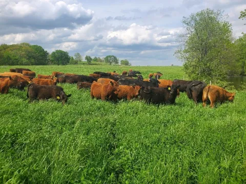 brown cows in a green field