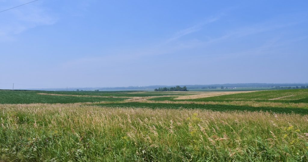 green field of corn with blue sky