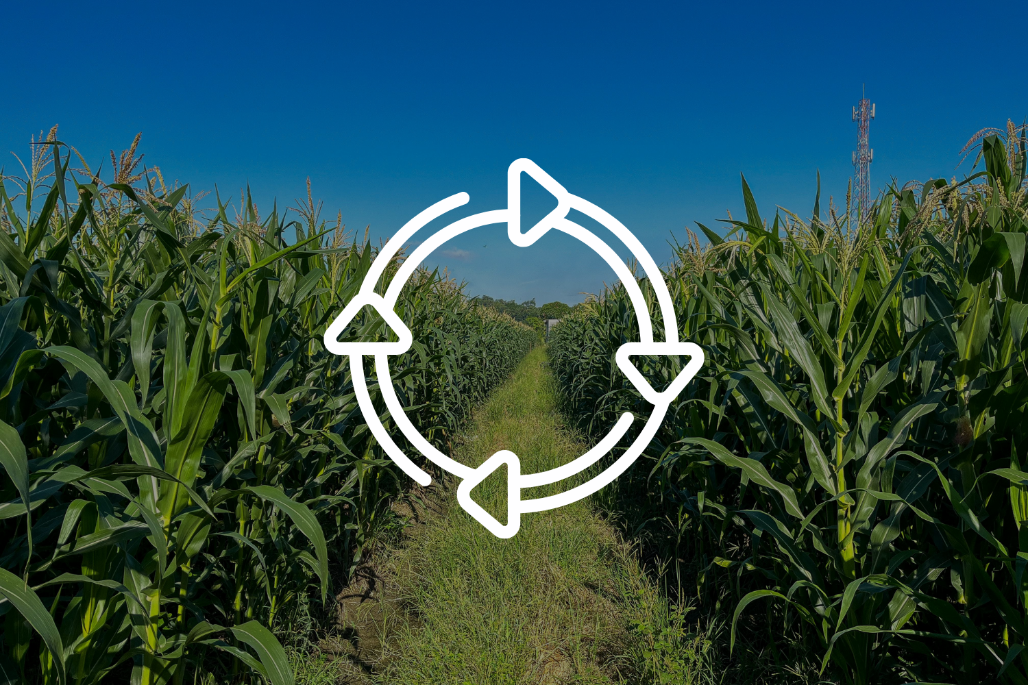 cycle icon over corn field