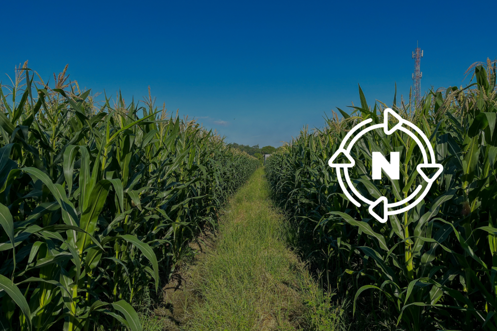 corn field with cycle icon overlayed