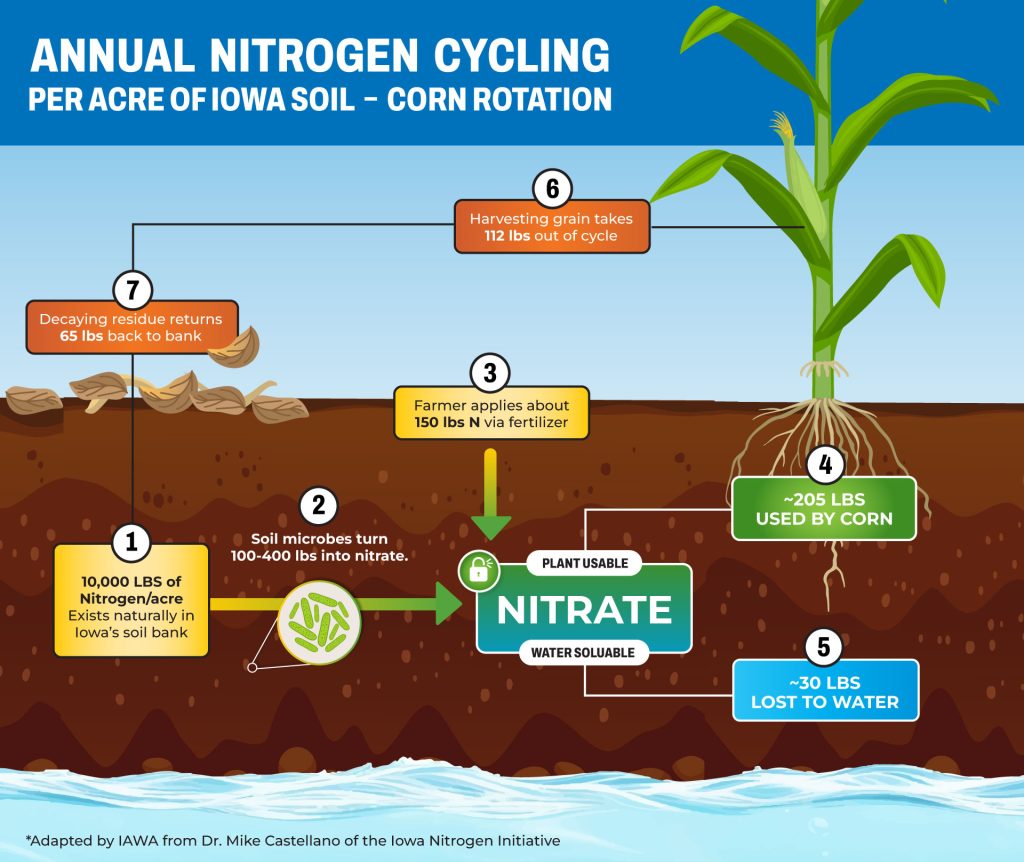 Graphical representation of nitrogen movement in corn crop