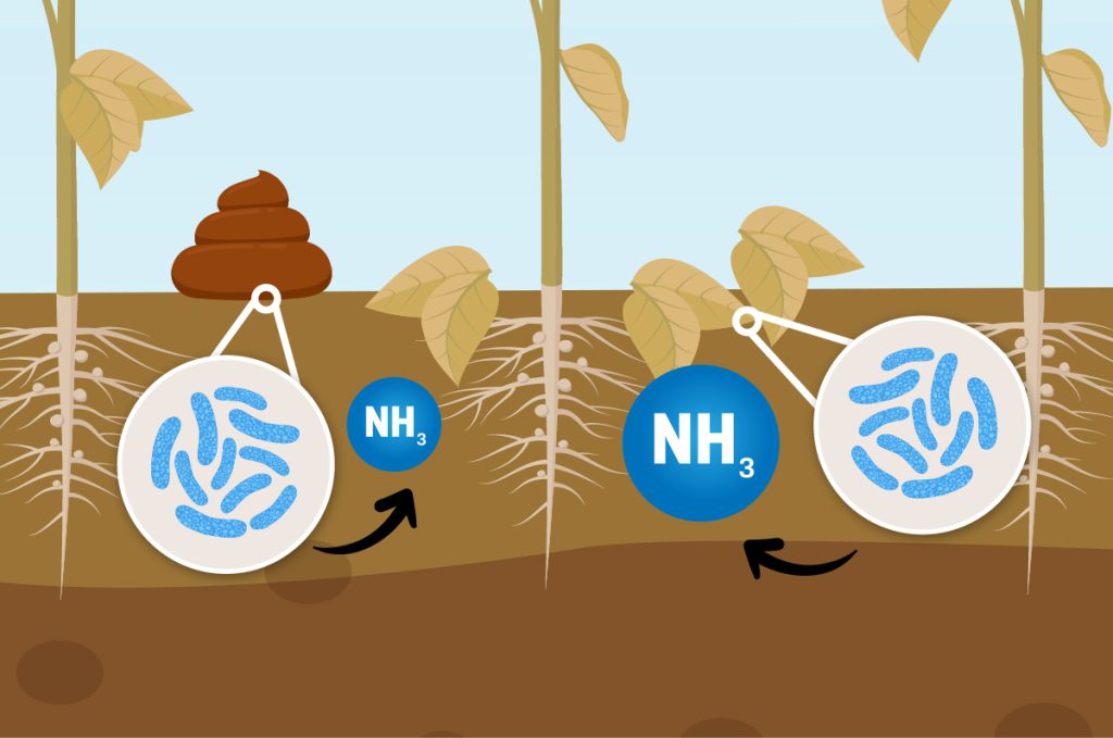 A graphical representation of N breaking down from waste and organic matter