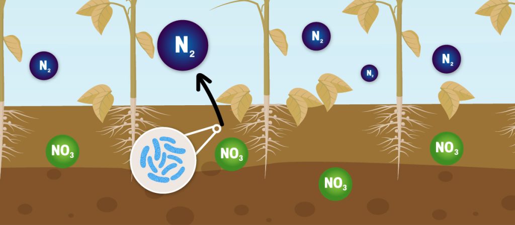 graphical representatino of denitrification