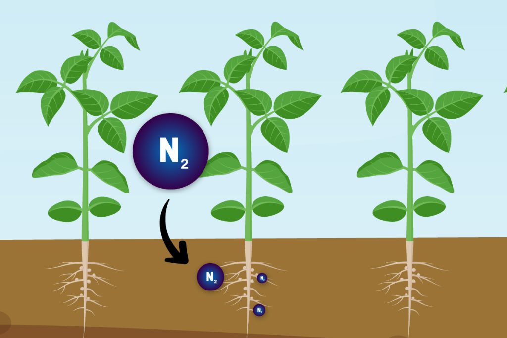 Graphical representation of "N" attaching to soybean roots