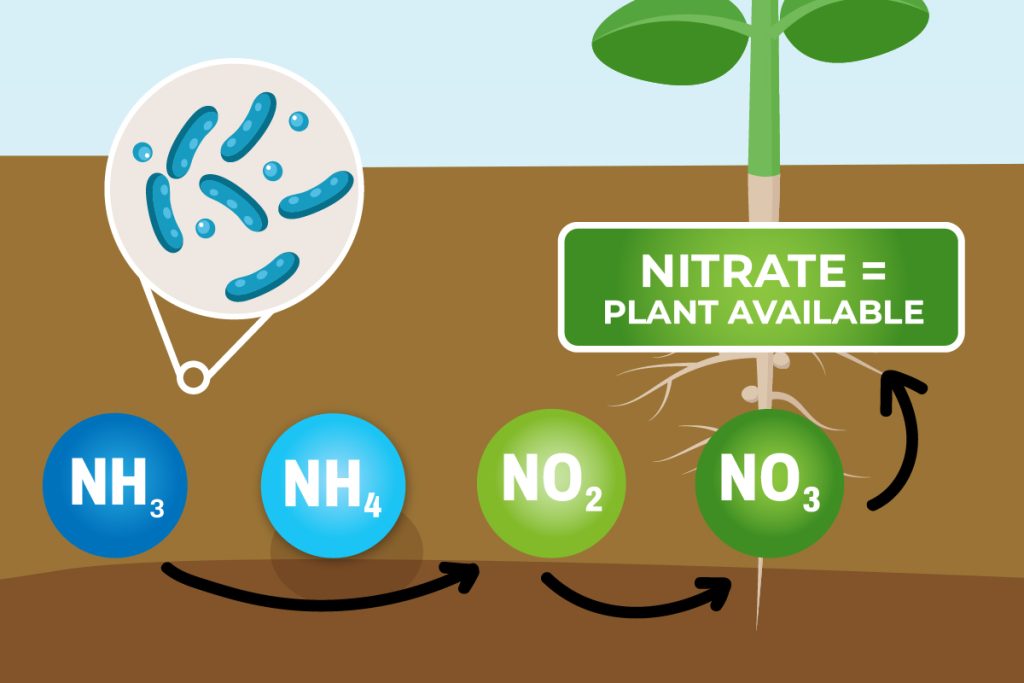 Graphical representation of nitrification