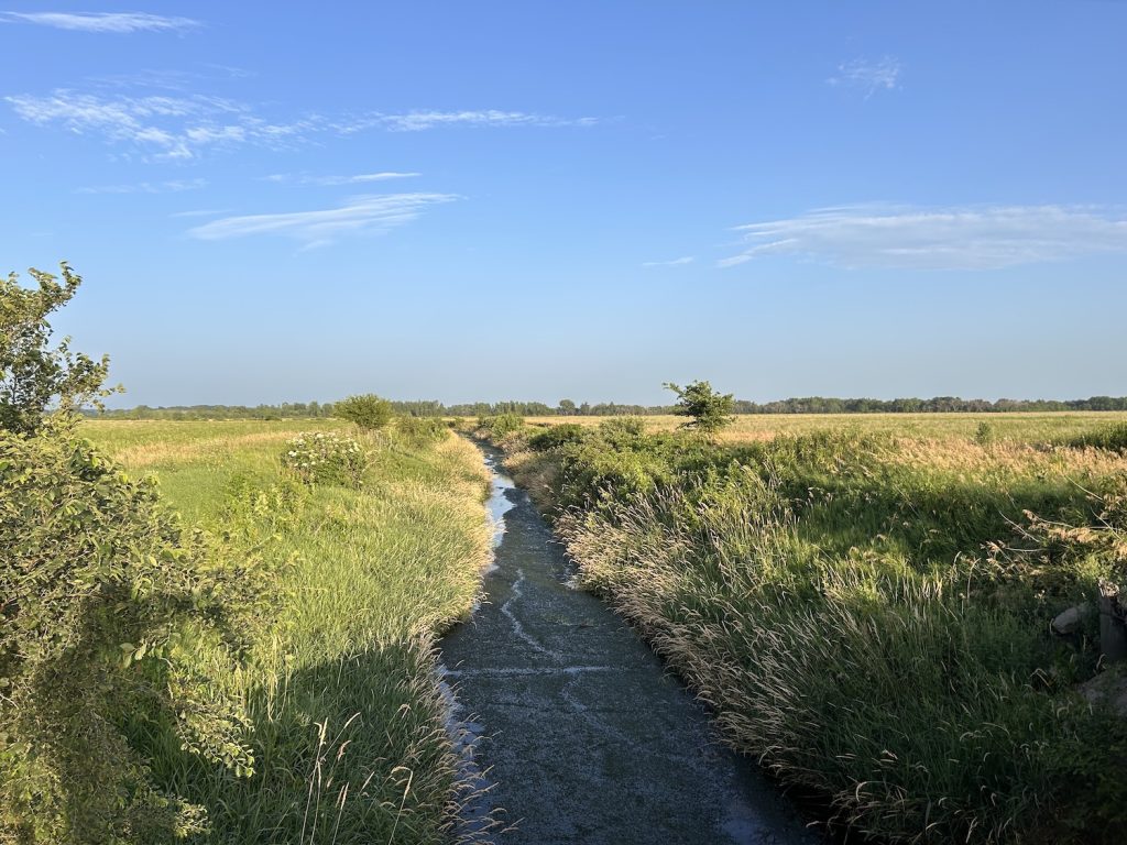 waterway surrounded by grass