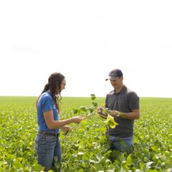 two agronomists looking at soybeans in a field
