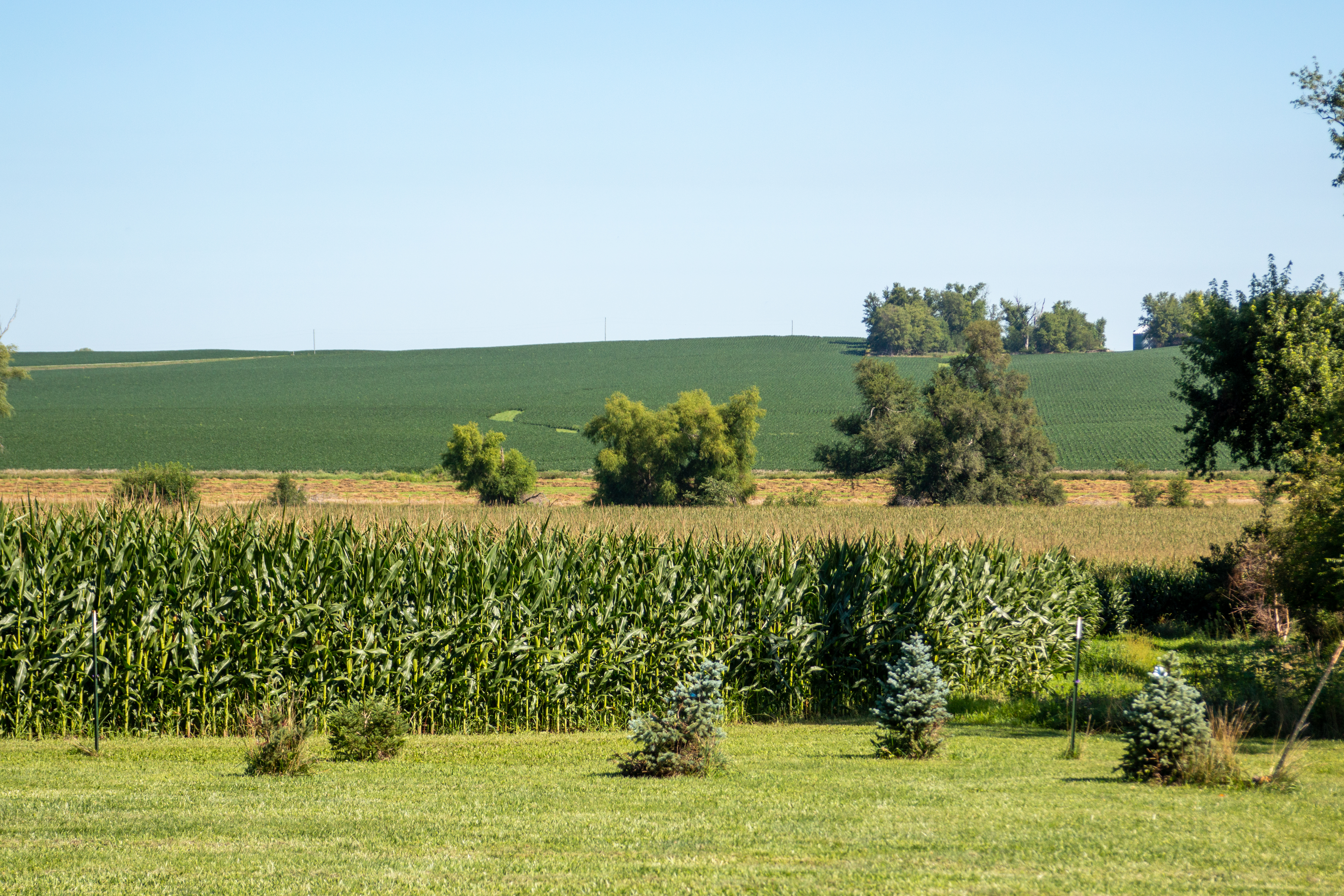 corn field 