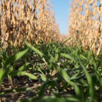 Iowa farmers can get up to $38/acre through WQI funds