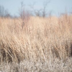 switchgrass