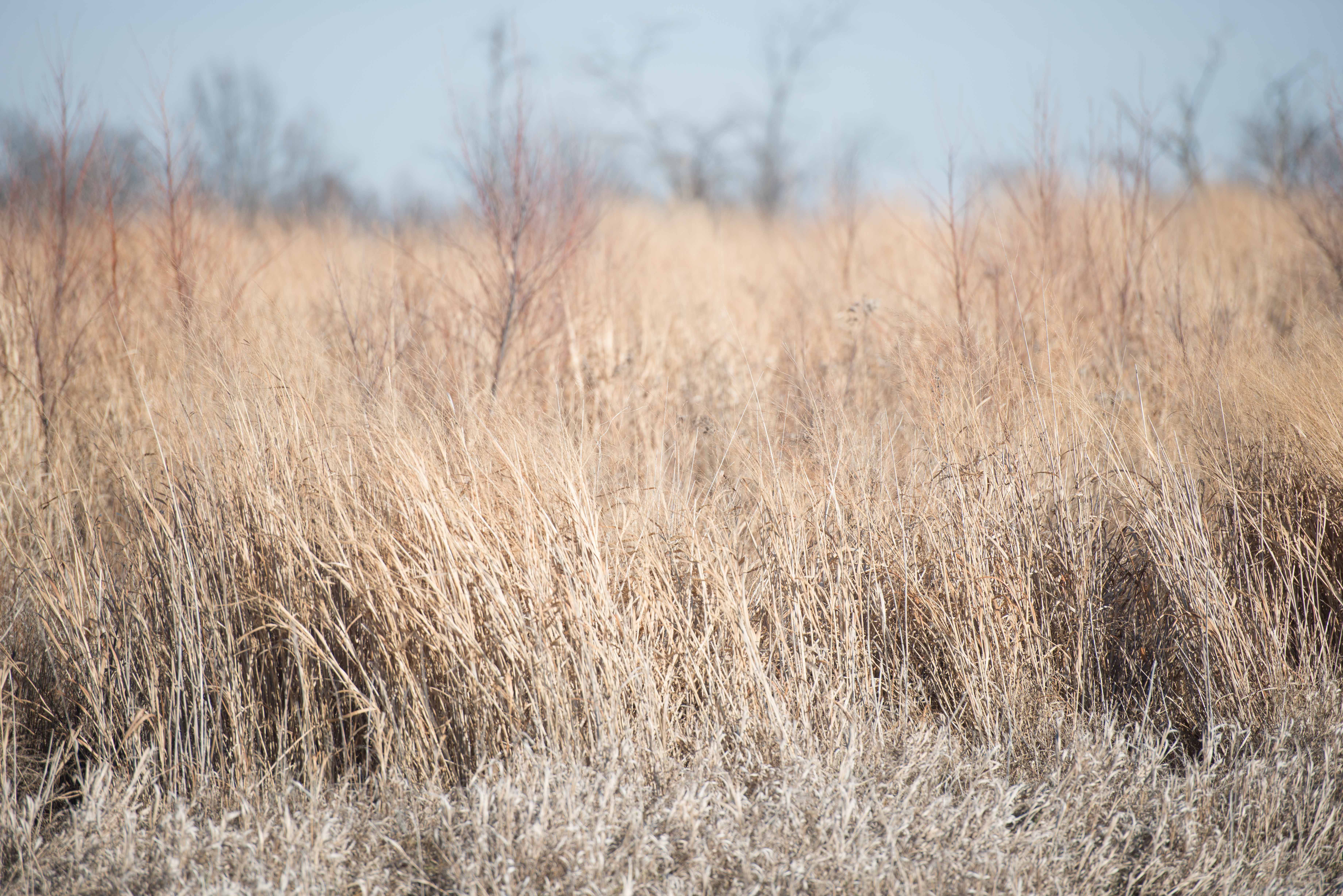 switchgrass