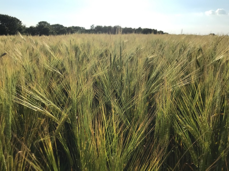 barley field