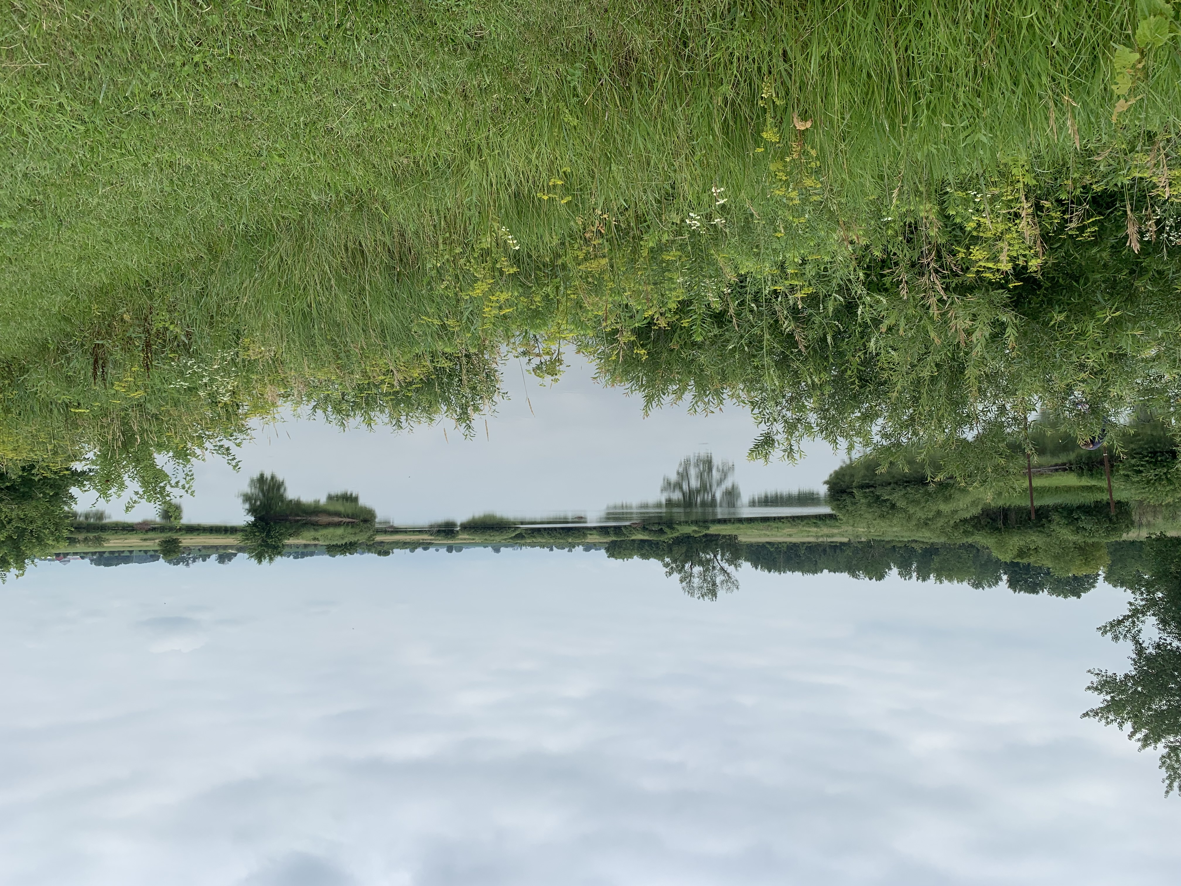 wetland with green grass around it