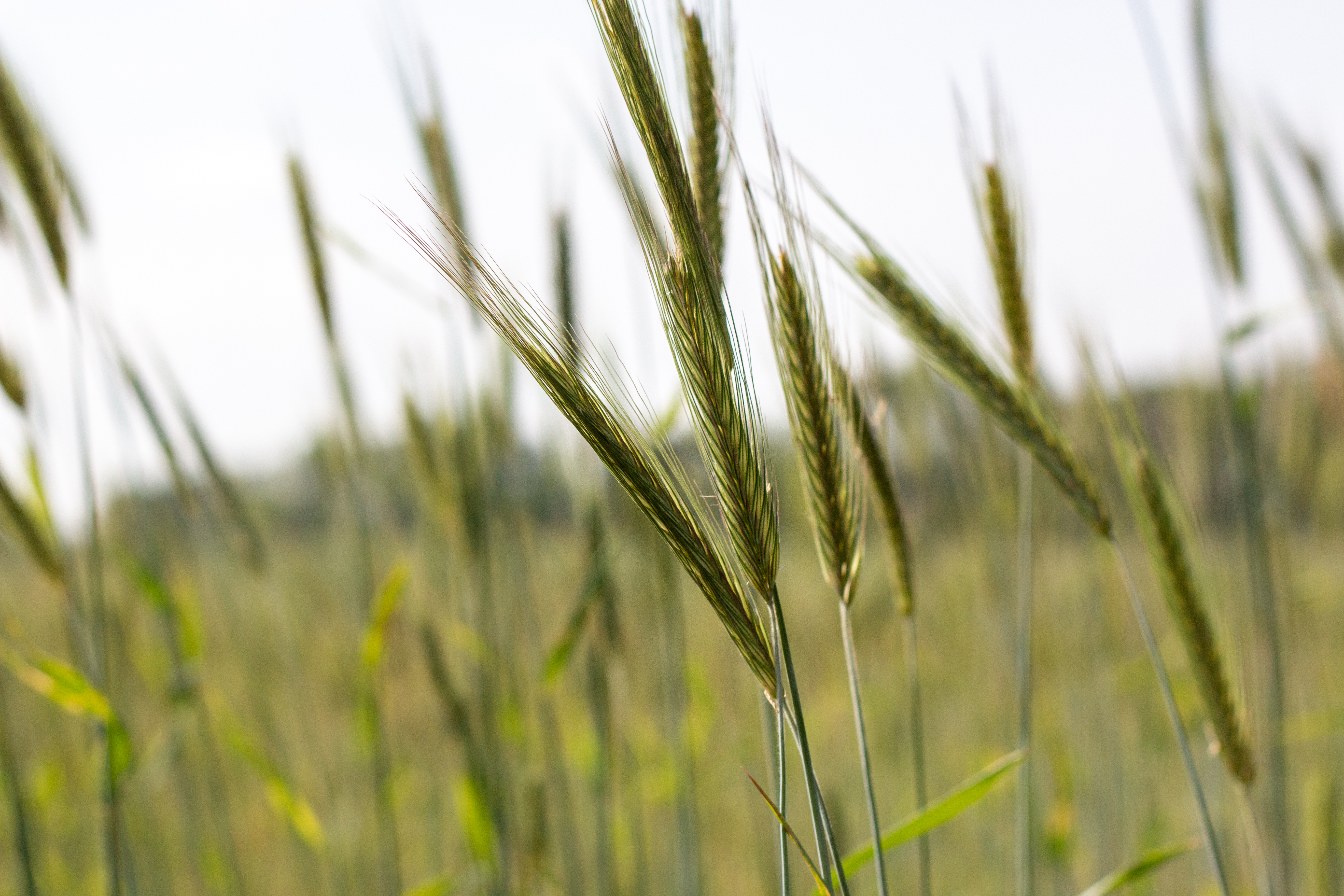 closeup of rye