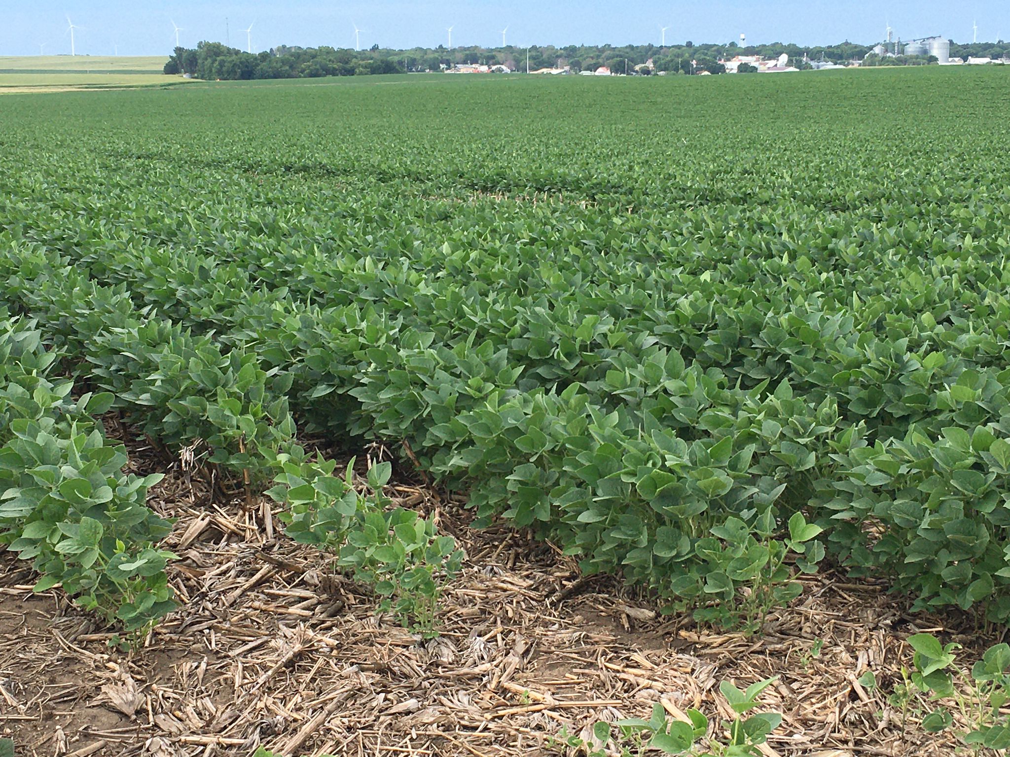 soybean field