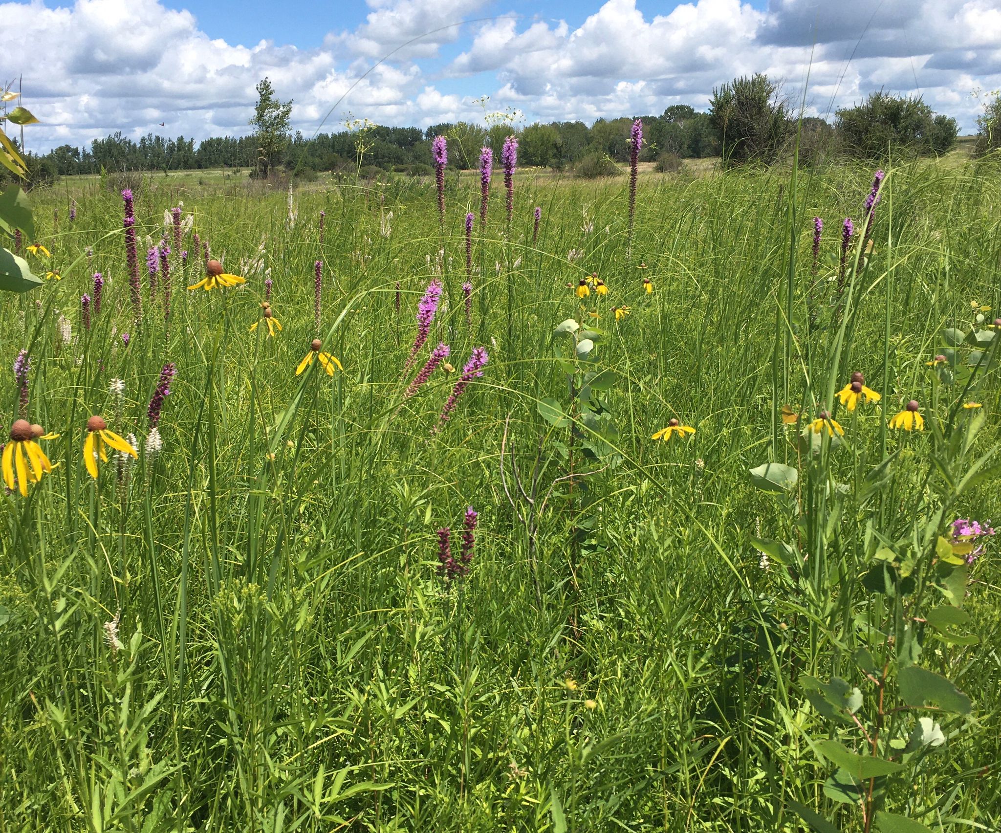 prairie in iowa