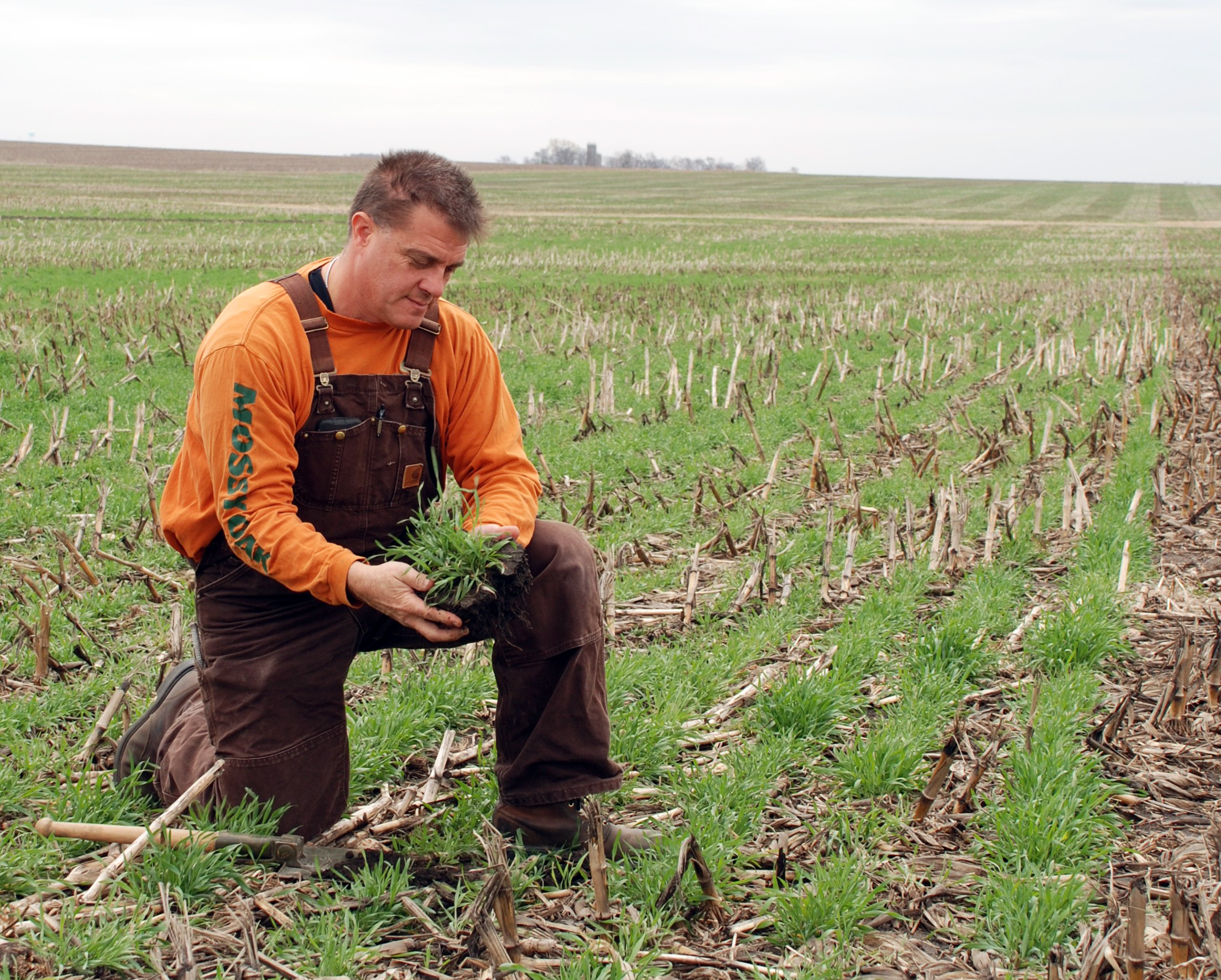 Farmer Tim Recker kneels in a cornfield, holding a clump of cover crops he had planted into the field.