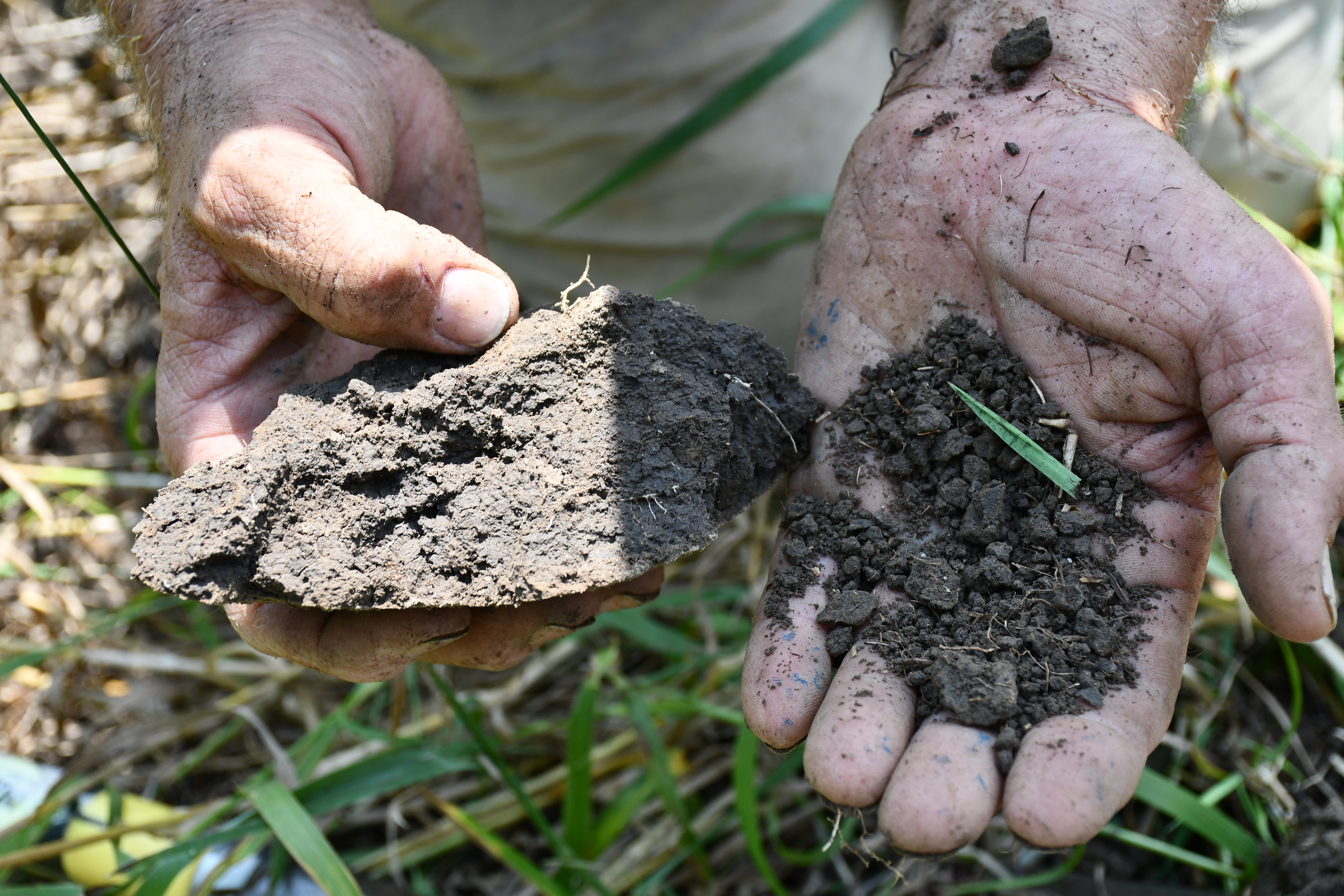 Hands holding healthy soil vs. compacted soil that clumps together