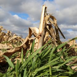 Close Up of Cereal Rye Cover Crop