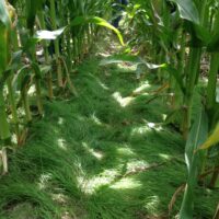 Rooted in Stewardship: How Iowa Corn Growers Can Stay the Course on Conservation