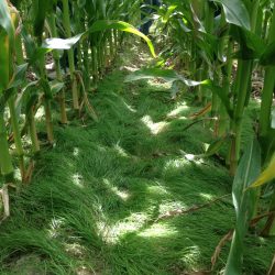 Cover Crop with Corn