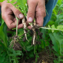 Cover Crops Improve Water Quality