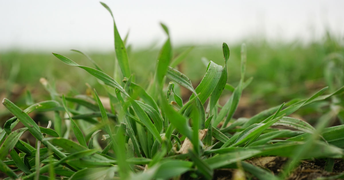 Farmers Maintaining Cover Crops In Iowa