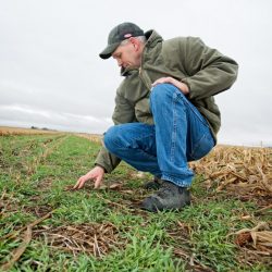 Dean Sponheim Inspects Cover Crops
